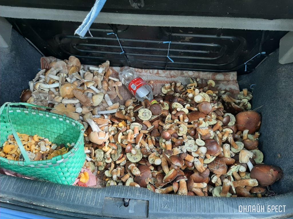 Читатели продолжают делиться фотографиями «тихой охоты»