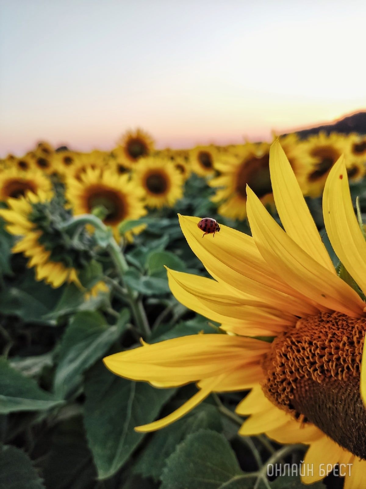 Читатель: В Брестской области находится очень красиво поле подсолнухов
