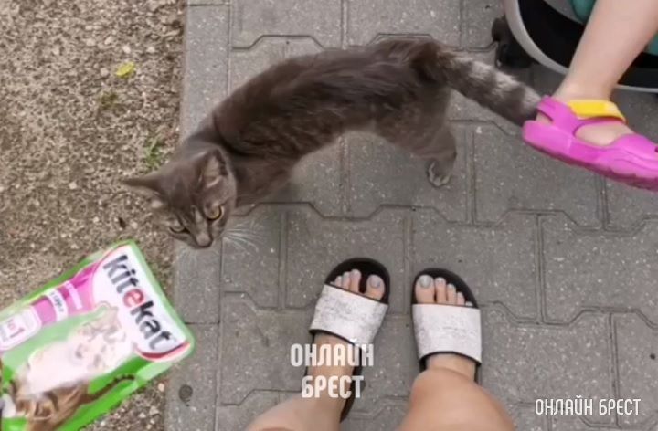 Кот остался без хозяев