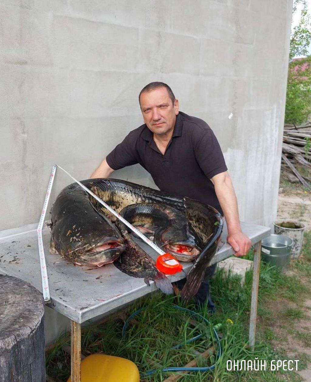 Читатель: 45 кг! Вот такого огромного сома поймал житель Брестской области