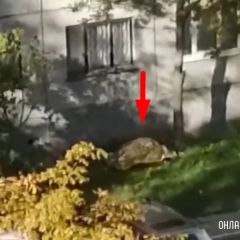 Читатель: Сегодня в Бресте на Гаврилова с 10 этажа упала женщина