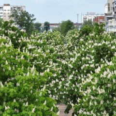 Вот такая красота в Бресте — видео от читательницы