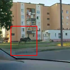 Читатель: По Бресту прямо сейчас бегает дикое животное
