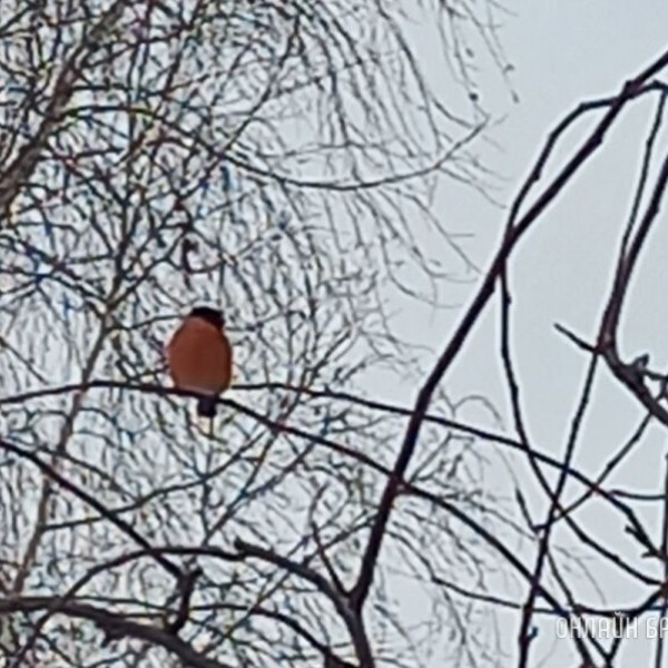 Читатель: Редкая встреча! Удалось увидеть огромную птицу