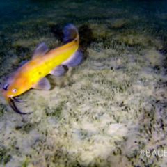 Подводная съемка. Что увидели на дне водоема в парке культуры и отдыха в Бресте