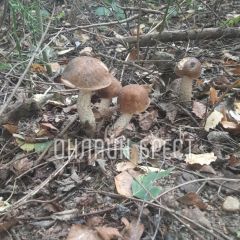 Читатель: Вот так сходили мы по грибы. Кобринский и Жабинковский район