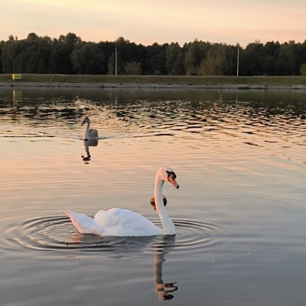 Читательница: Лебеди на рассвете. Видео снято сегодня в Бресте
