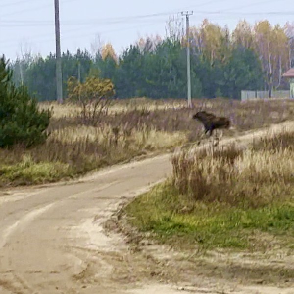 Читательница: Сегодня в Бресте лось забрёл в частный сектор и оказался среди жилых домов — район Плоска/Мощёнка