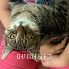 Читательница: Просто боль… Кот от дикой кошки, очень ласковый, жил на три дома. Его кто-то сбил и уехал