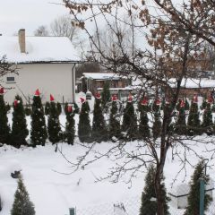 Читатель: Туи к Новому году готовы :)