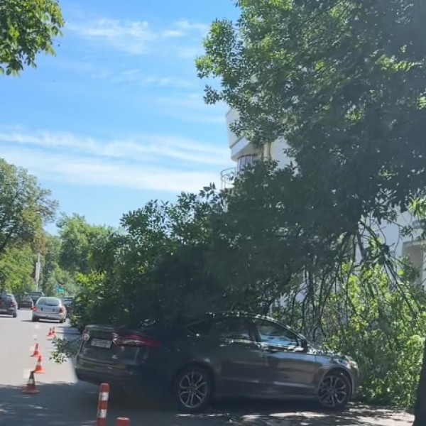 Читатель: Сегодня в Бресте на ул. Гоголя ветка упала на автомобиль