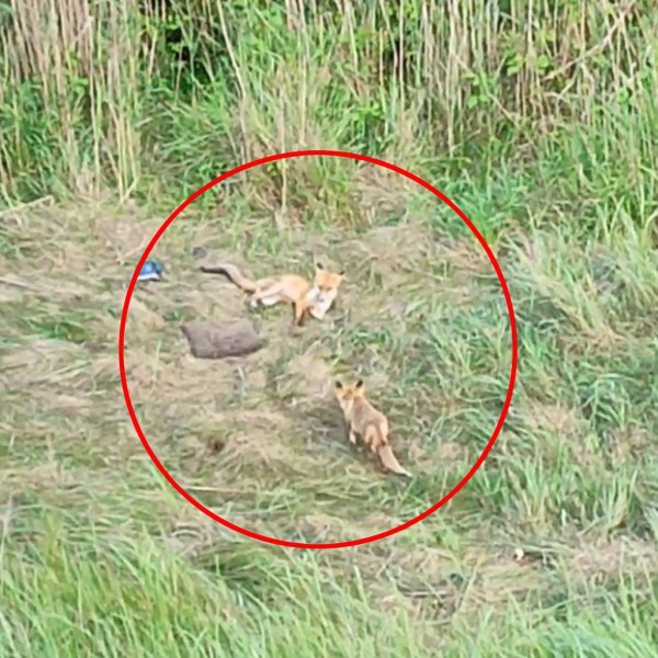 Читатель: Только что заметили лису в Бресте — бегала по парку