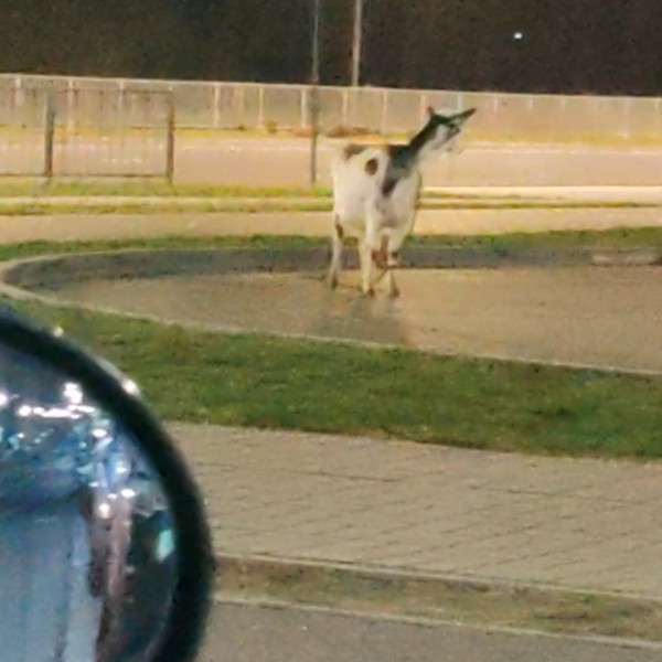 Читатель: В Бресте замечен припаркованный козёл :)