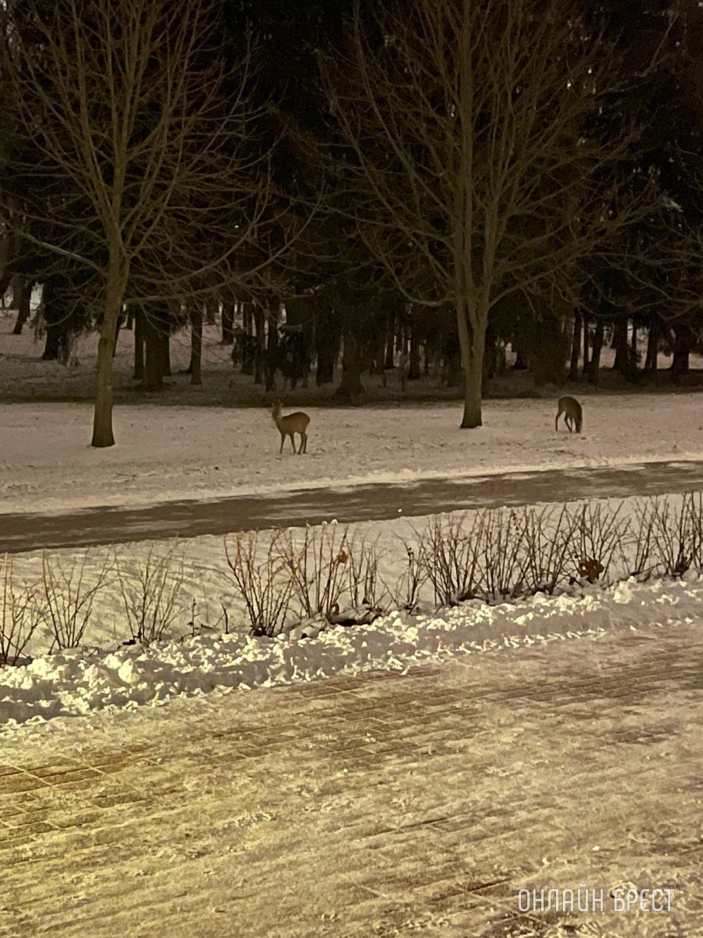 Читатель: Сегодня в Брестской крепости