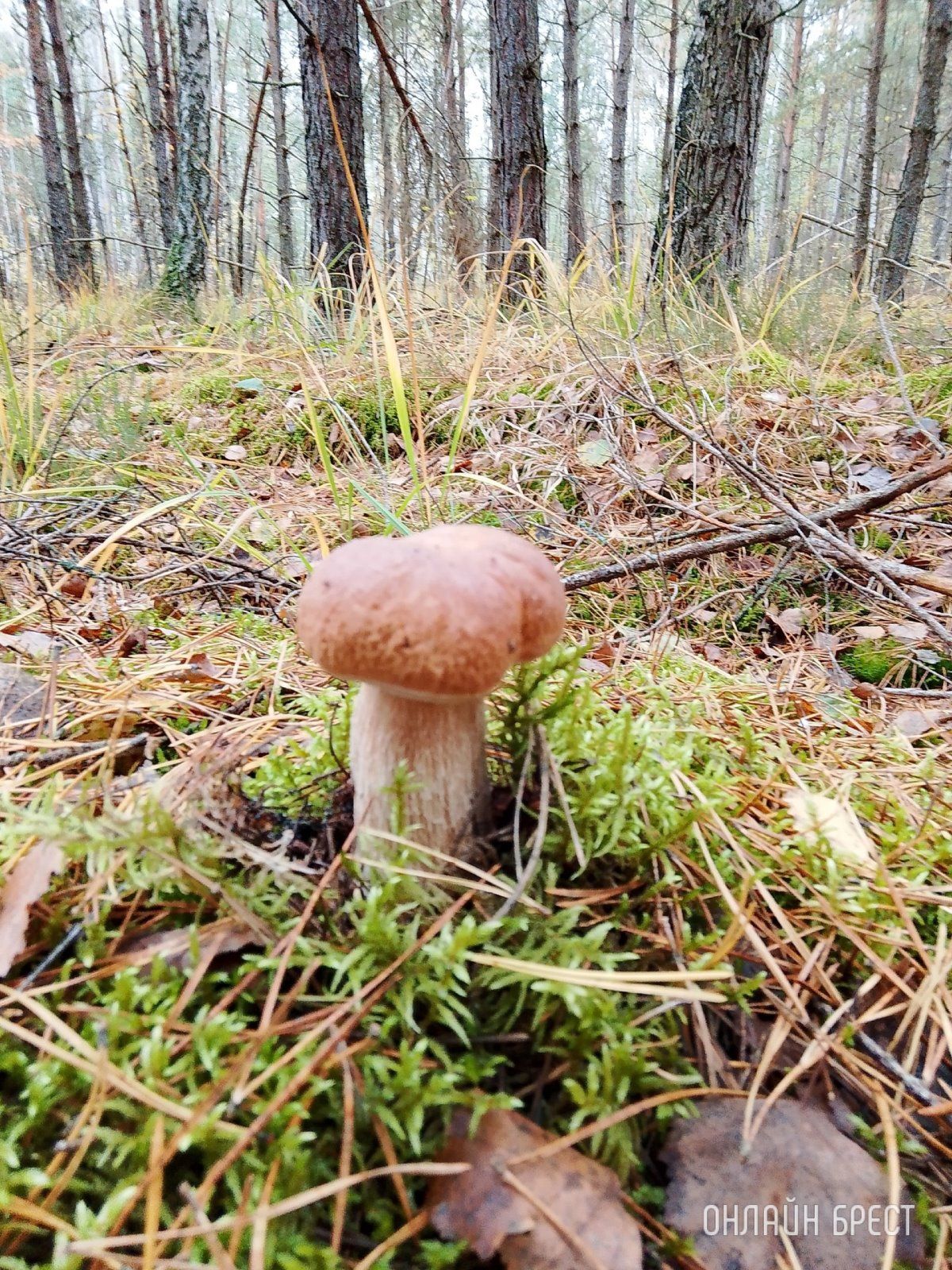 Читатель: Тихая охота удалась!