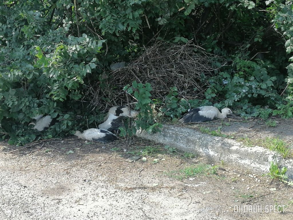 Как в Брестском районе спасали аистов
