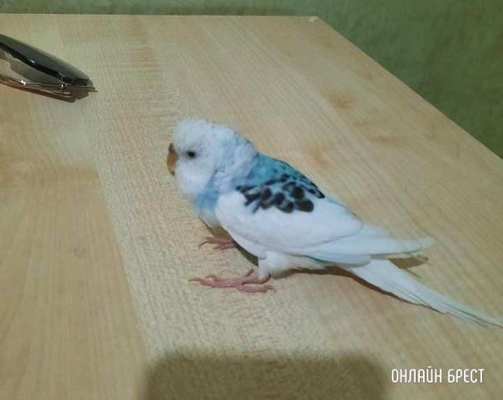 Читатель: Помогите найти хозяев попугая. Нашли его сегодня в Бресте на Луцкой, 92