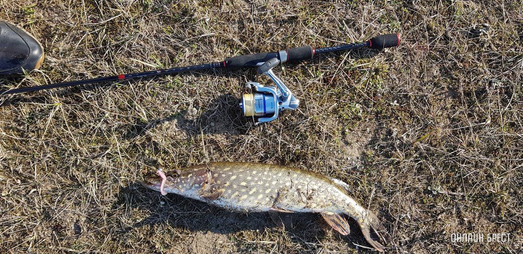 Улов жителя Бреста. Рыбу отпустили