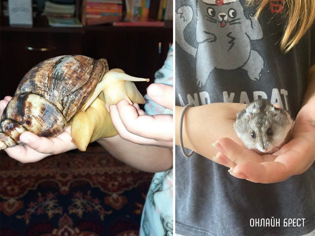 Читатели делятся фотографиями своих любимцев