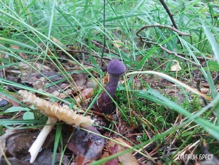 Вот такие грибы растут в брестских лесах
