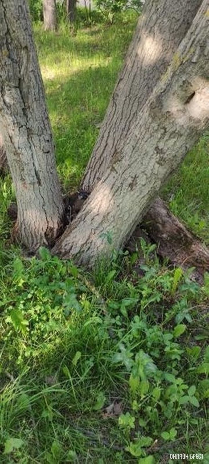 Брест ул. Молодогвардейская 2. За домом раньше стояли машины, теперь лежат деревья