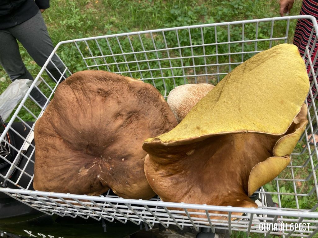 Белый, 1 кг 300 грамм, без червей! Кобринский район д. Бельск