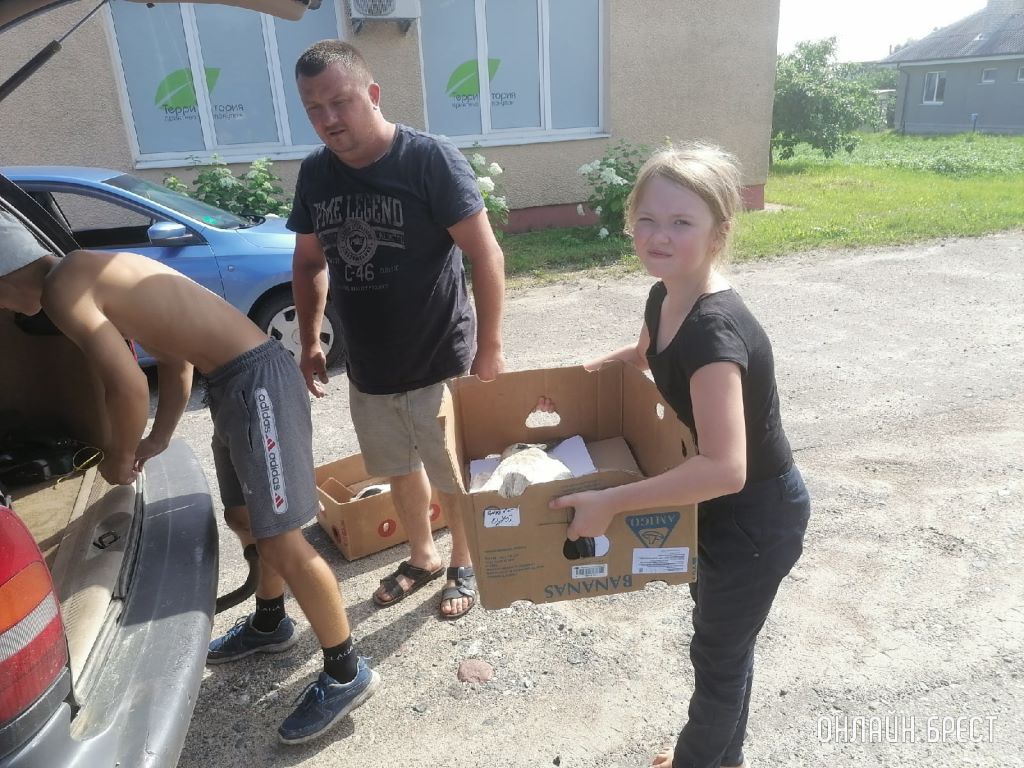 Как в Брестском районе спасали аистов
