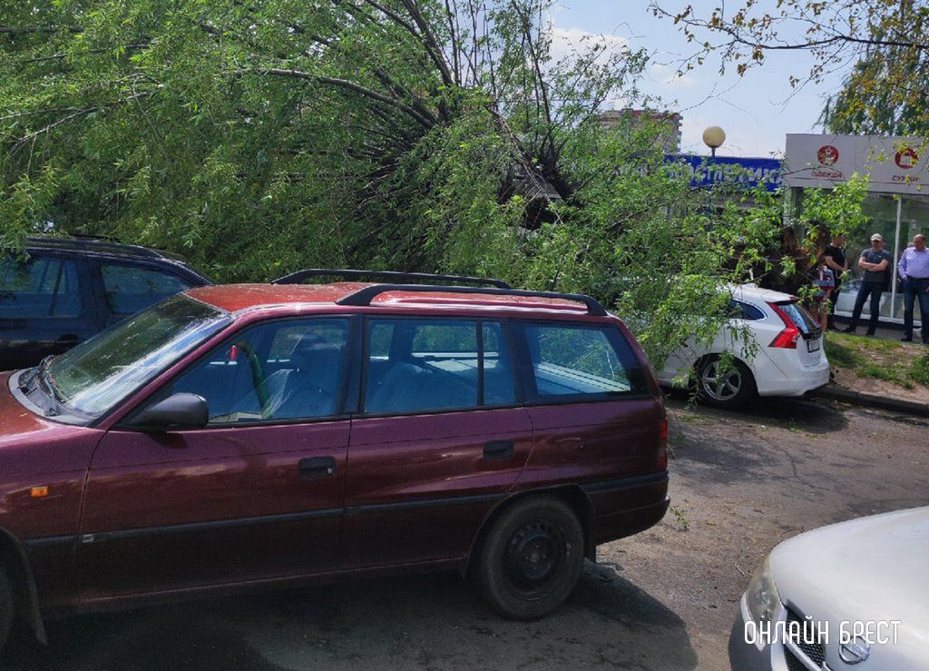 Читатель: В Бресте возле ЦУМа на автомобиль упало дерево
