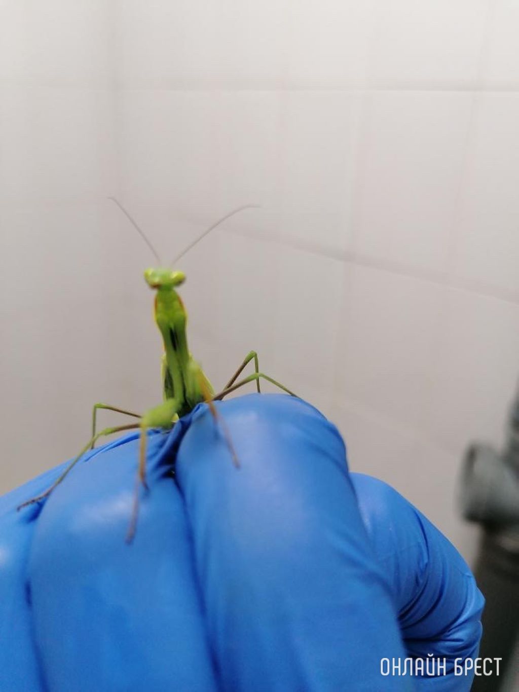 Богомол залетел ко мне на работу :)