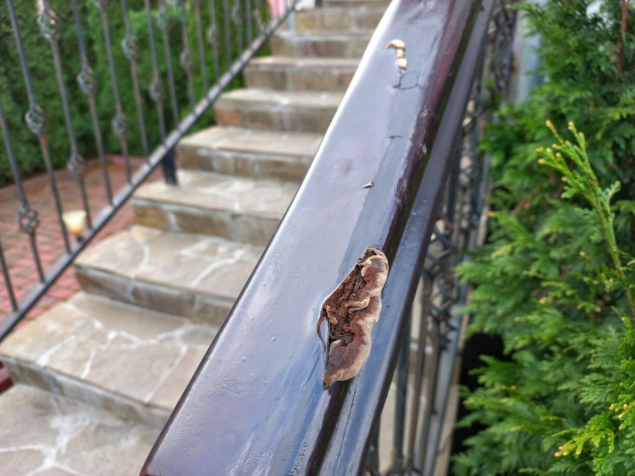 Читательница: "Если ты не ходишь по грибы, то грибы придут к тебе":)  Брест.