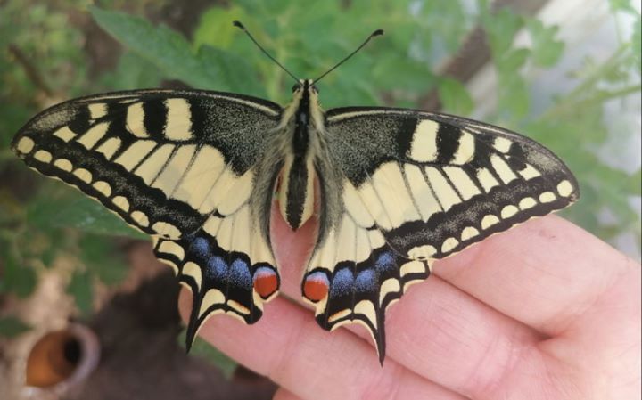 Посмотрите, какая красивая бабочка залетела в теплицу жительницы Брестской области