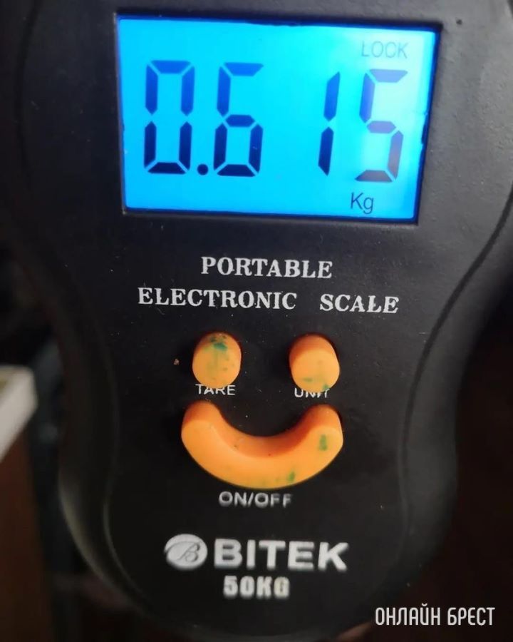 Делюсь с вами удачной «охотой», вес гриба 615 г., Брестский район, д. Прилуки