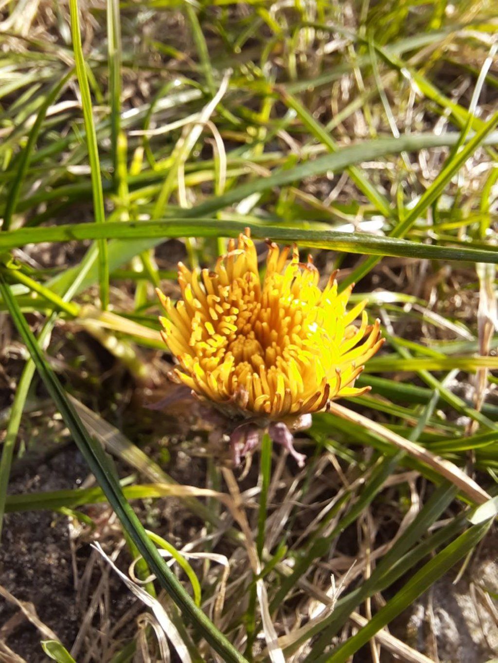 Читатель: На Дубровке в Бресте зацвёл в феврале одуванчик