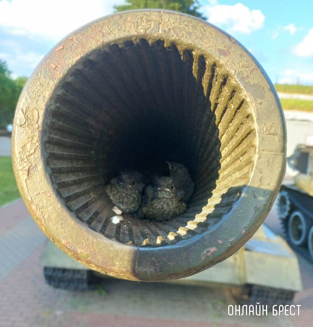 Читатель: Птички в танке :) Фото сделано в Брестской крепости