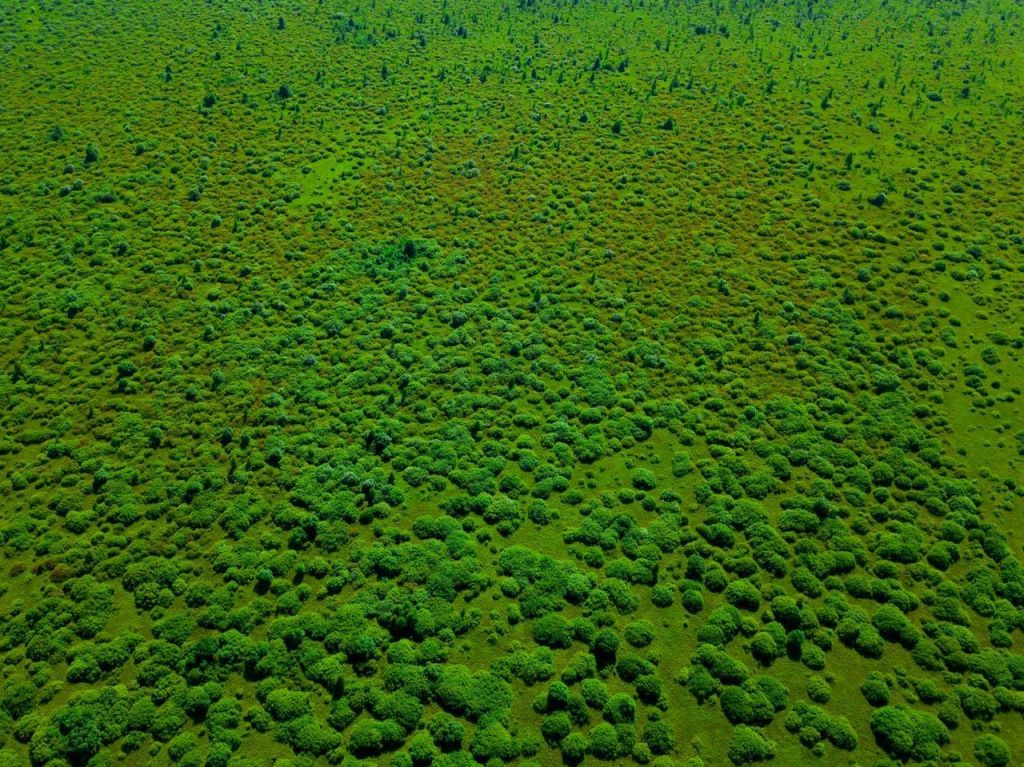 Экотропа в биологическом заказнике «Споровский» с двумя паромными переправами через реку Ясельда. Протяженность тропы 1,5 км