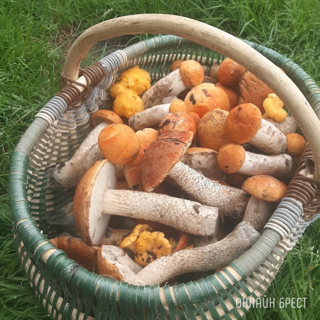 Читатель: Сегодня открыл грибной сезон :) Кобринский район