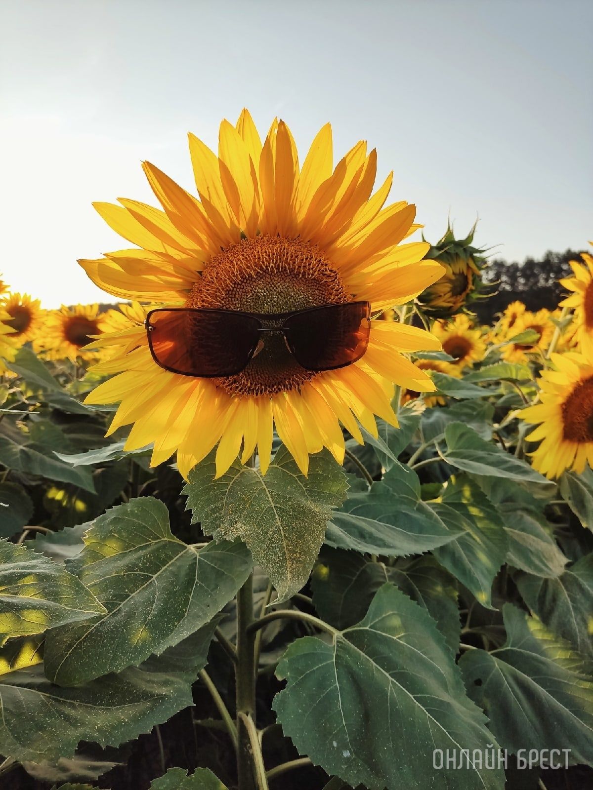 Читатель: В Брестской области находится очень красиво поле подсолнухов