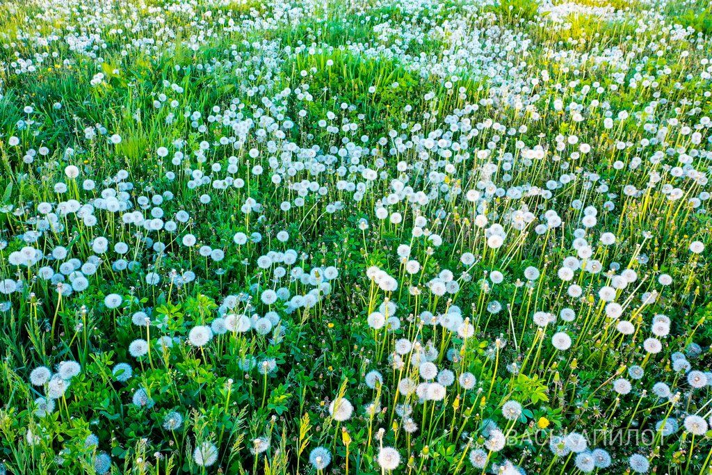 Из жёлтого в белый. Так сейчас выглядит то самое огромное поле одуванчиков, которое находится недалеко от Бреста