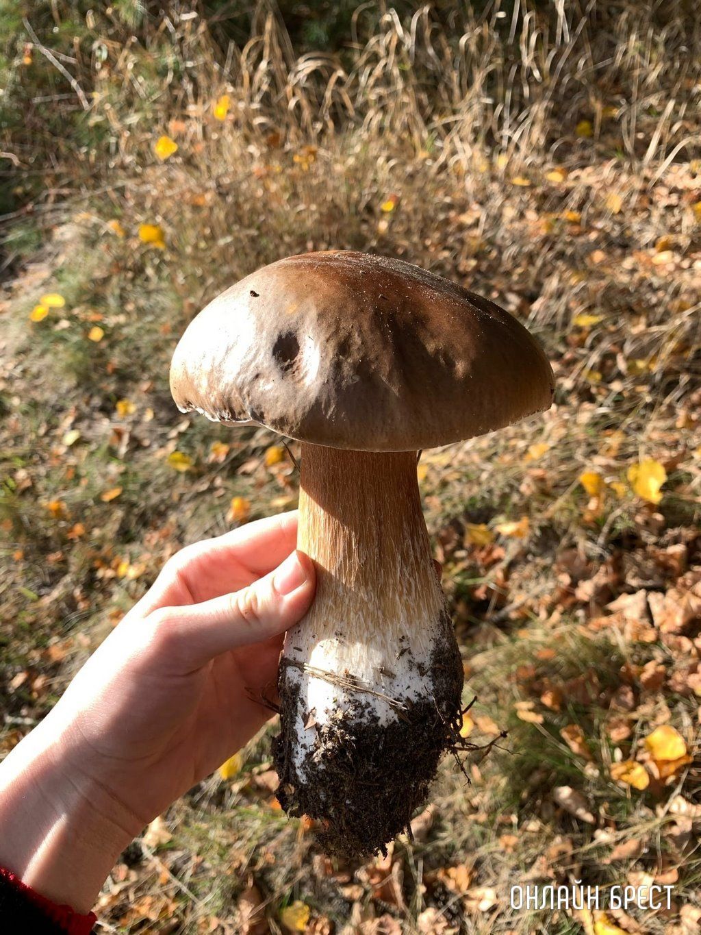 Читатель: 400 грамм! Посмотрите, какой боровик мы нашли в Березовском районе