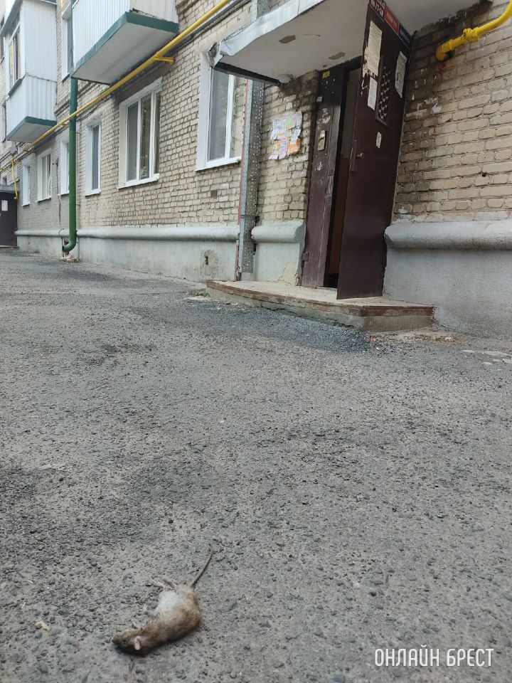 Брест, проспект Машерова, 76. Посмотрите, как затопило подвал после дождя