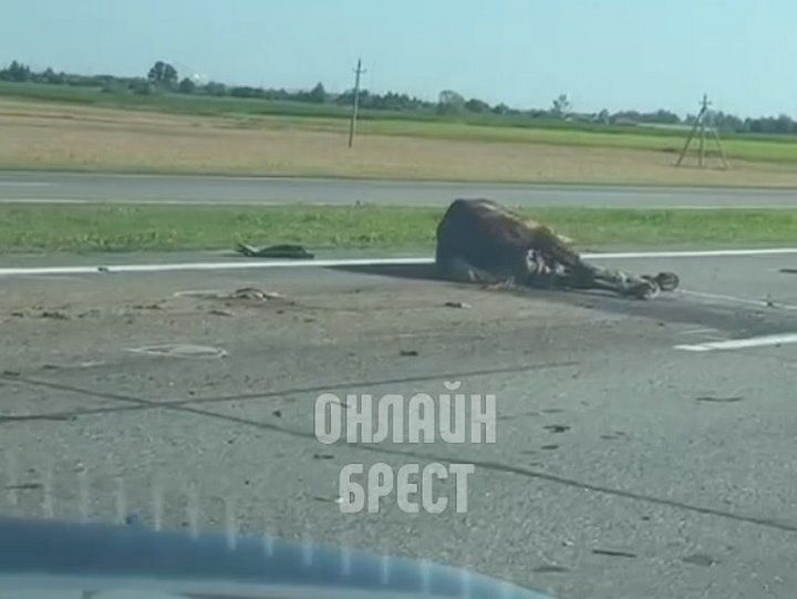 Читатель: На днях была новость про ДТП в Березовском районе, которое произошло из-за выбежавшей на дорогу лошади. Вот видео с места ДТП