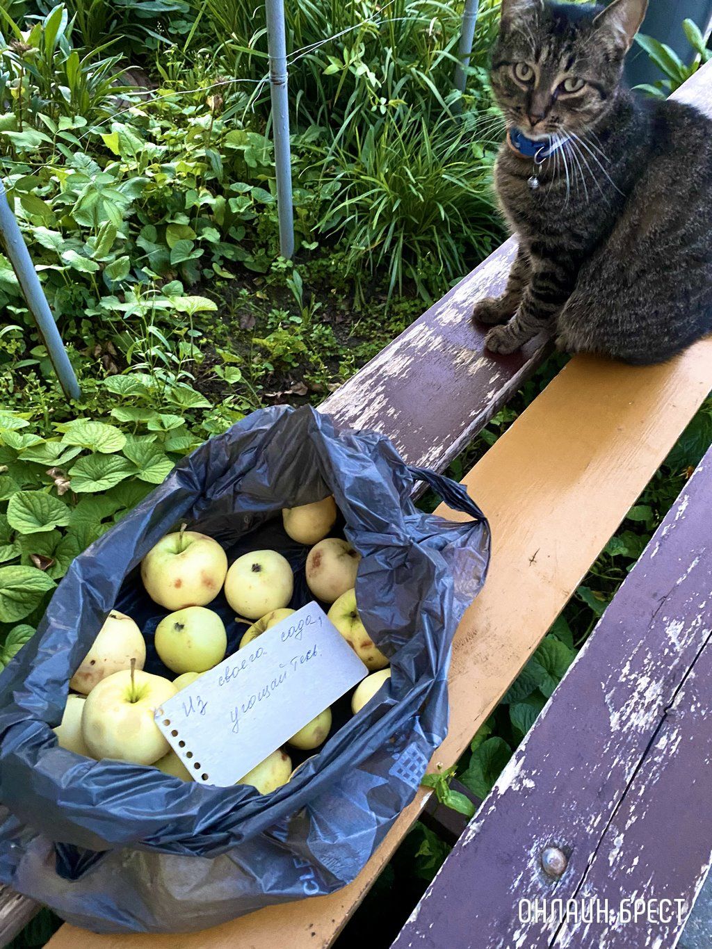 Читатель: Вот такие добрые у нас жильцы. Брест,  ул. Орловская.