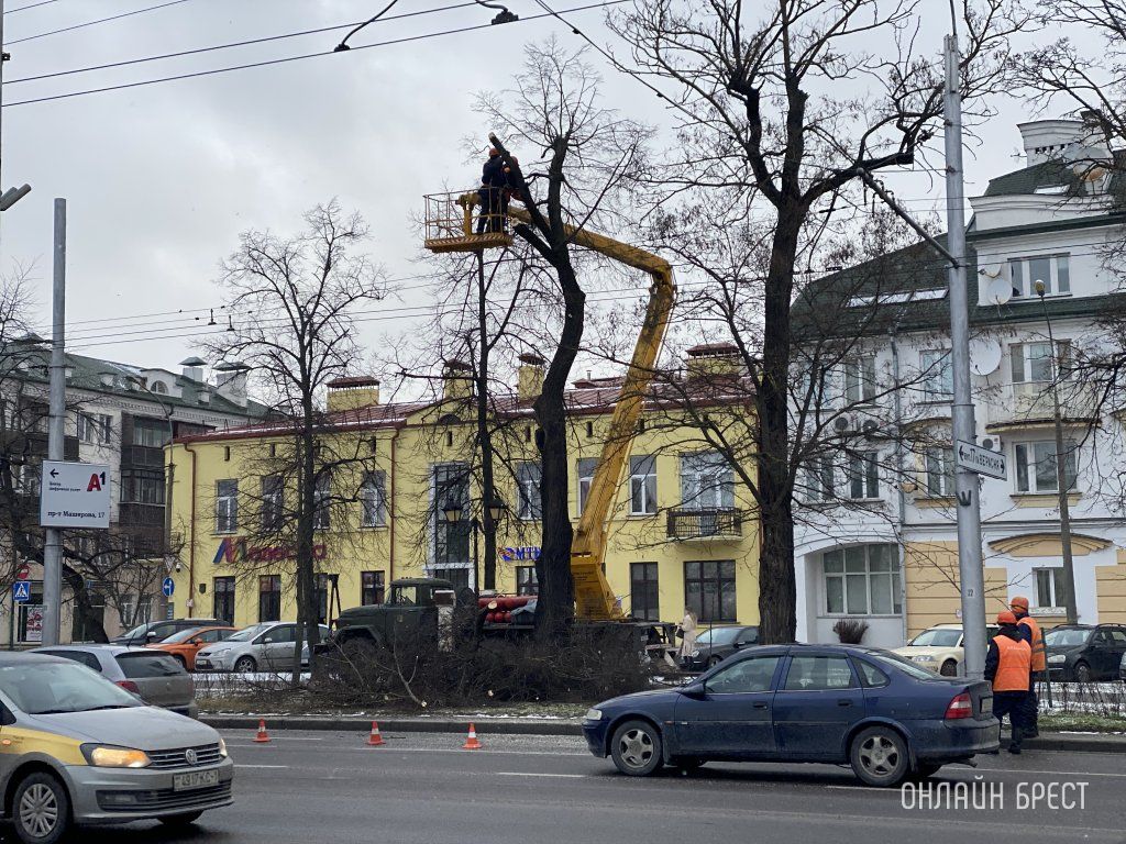 Читатель: В Бресте приводят в порядок или устраняют опасные деревья