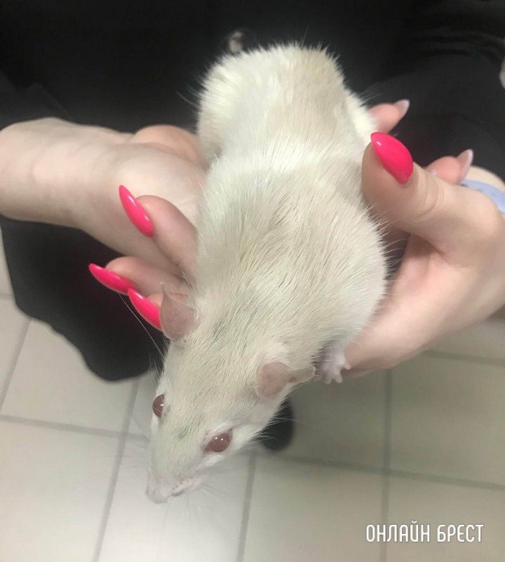 Читатель: В Бресте на Набережной найдена домашняя крыса. Может найдется хозяин