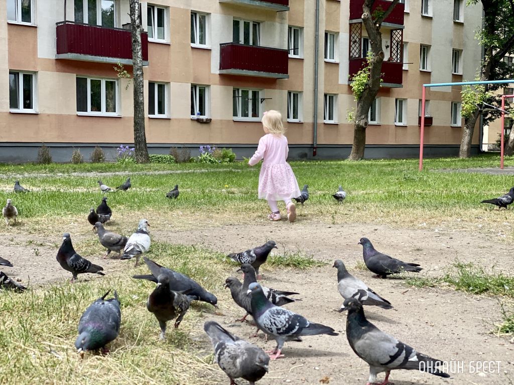 Дети и голуби. Дворы Бреста