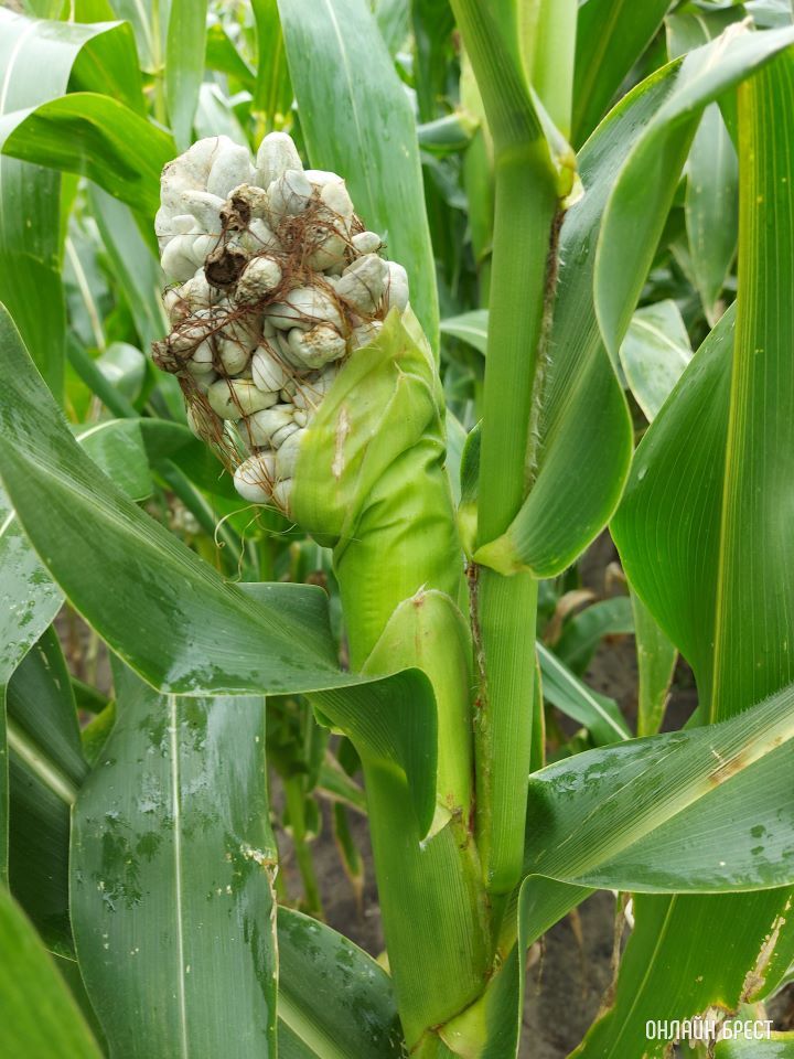 Ходил за грибами. Когда вышел из леса, показалось будто улей на кукурузе. Интересно, что с ней произошло?
