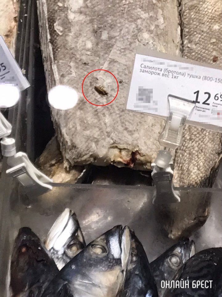 Читатель: Рыба с тараканом... В одном из магазинов Бреста