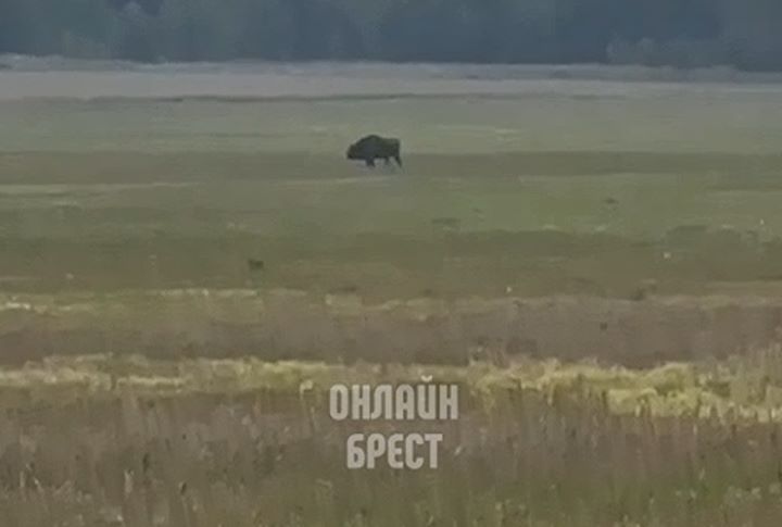 Зубр гуляет в поле. Видео снято в Брестской области