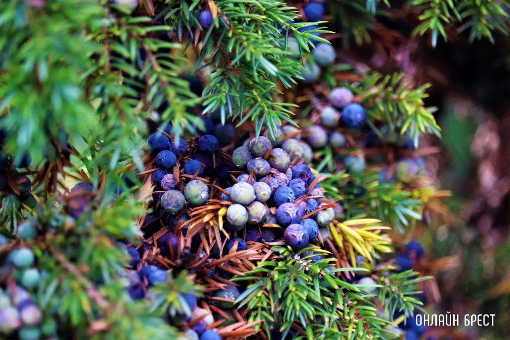 Читатель: Вот такую красоту можно увидеть в Малорите