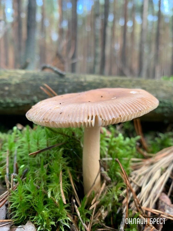 Читатель: Где вы находите грибы? Это всё, что мне попалось :)